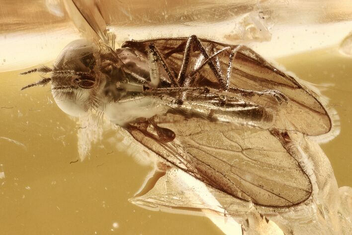 Detailed Fossil Hairy Snipe Fly (Bolbomyia) In Baltic Amber #296856